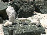 Playa La Plata - VIEQUES